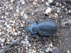 Carabus kruberi