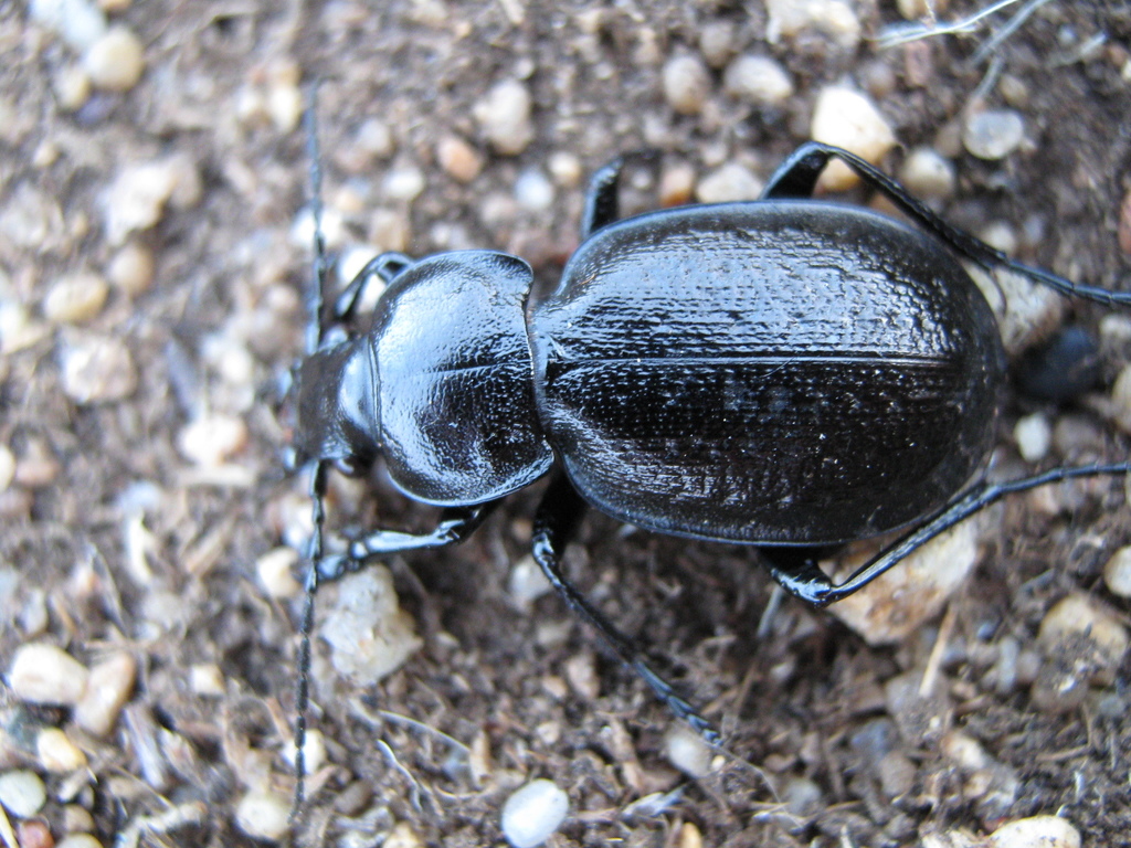 Scambocarabus