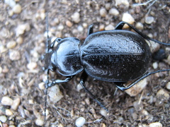 Carabus kruberi