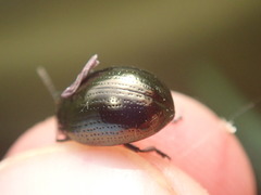 Chrysolina oricalcia