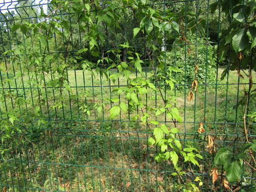 Clematis brevicaudata, photograph 2