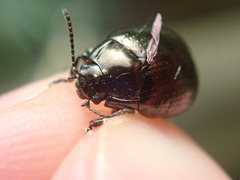 Chrysolina oricalcia