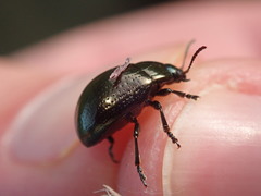 Chrysolina oricalcia