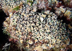 Dendropoma cristatum