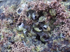 Dendropoma cristatum