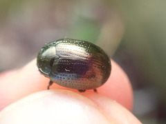 Chrysolina oricalcia