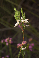 Erica albens