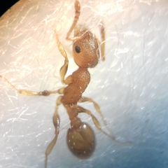 Temnothorax clypeatus
