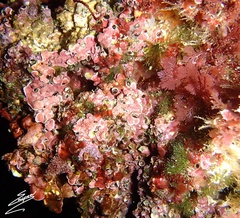 Dendropoma cristatum