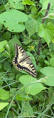 Old World Swallowtail