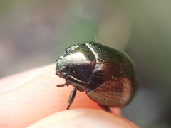 Chrysolina oricalcia