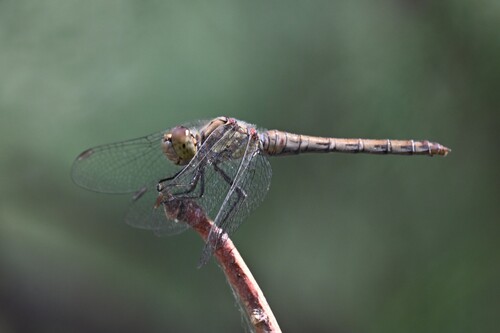 Common Darter