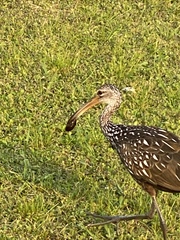 Aramus guarauna image