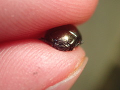 Chrysolina oricalcia