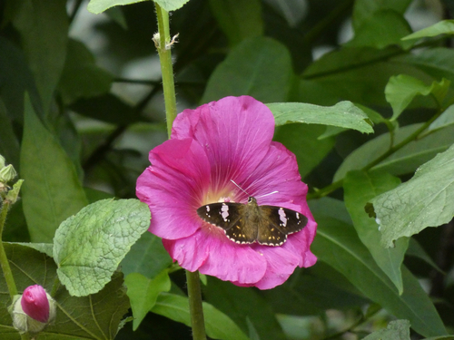 Common Spotted Flat