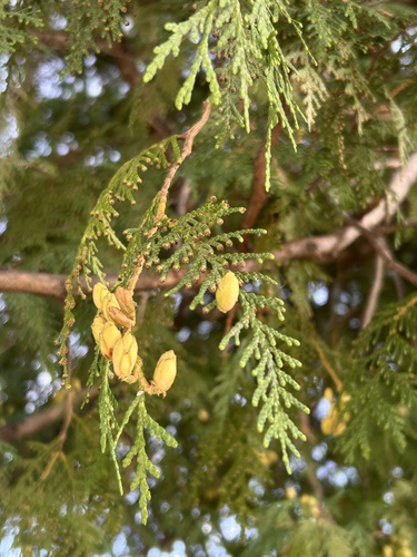 northern whitecedar