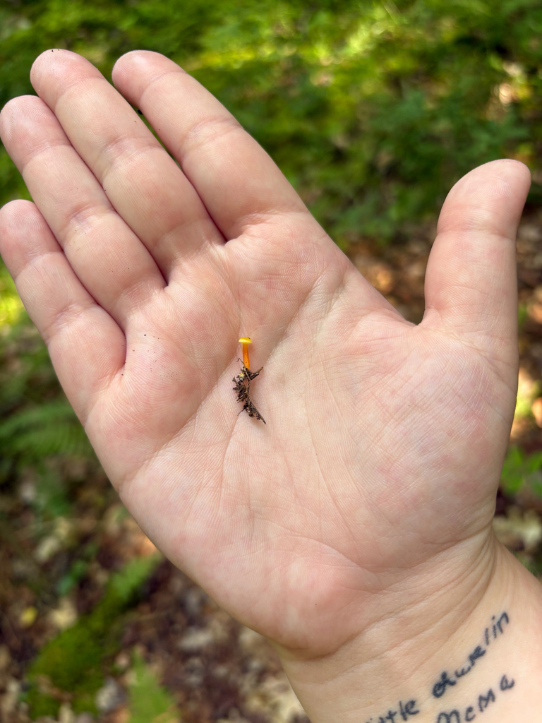 Hygrocybe parvula · August 2026 · photo: Photo: (c) delognut, some rights reserved (CC BY) · iNaturalist