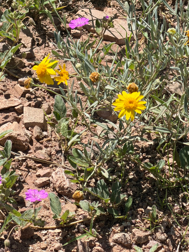 Picradeniopsis absinthifolia, photograph 5