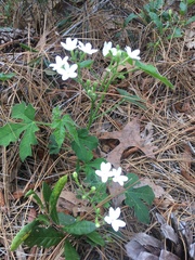 Cnidoscolus stimulosus