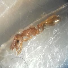 Temnothorax clypeatus