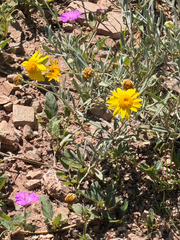 Picradeniopsis absinthifolia, photograph (c) CK2AZ, some rights reserved (CC BY)