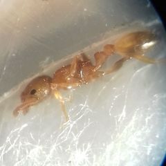 Temnothorax clypeatus