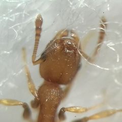 Temnothorax clypeatus