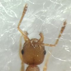 Temnothorax clypeatus