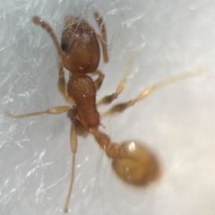 Temnothorax clypeatus
