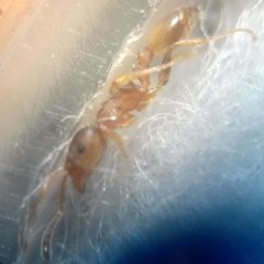 Temnothorax clypeatus