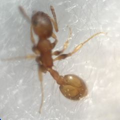 Temnothorax clypeatus