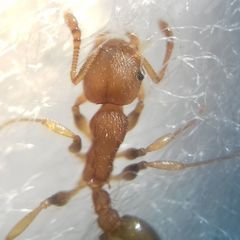 Temnothorax clypeatus