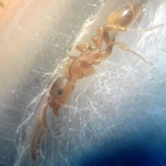 Temnothorax clypeatus
