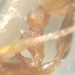 Temnothorax clypeatus