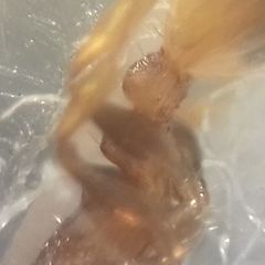 Temnothorax clypeatus