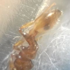 Temnothorax clypeatus