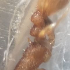 Temnothorax clypeatus