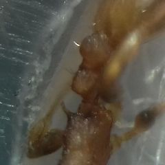 Temnothorax clypeatus