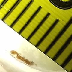 Temnothorax clypeatus