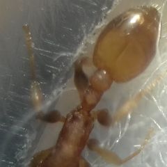 Temnothorax clypeatus