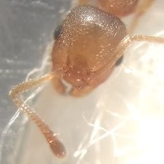 Temnothorax clypeatus