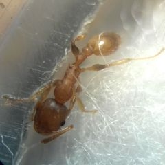 Temnothorax clypeatus
