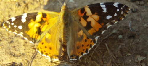 Painted Lady