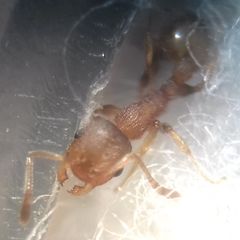 Temnothorax clypeatus