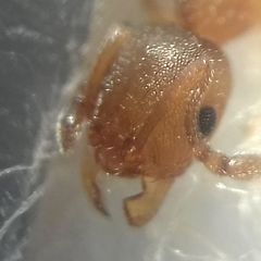 Temnothorax clypeatus