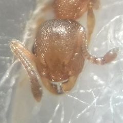 Temnothorax clypeatus