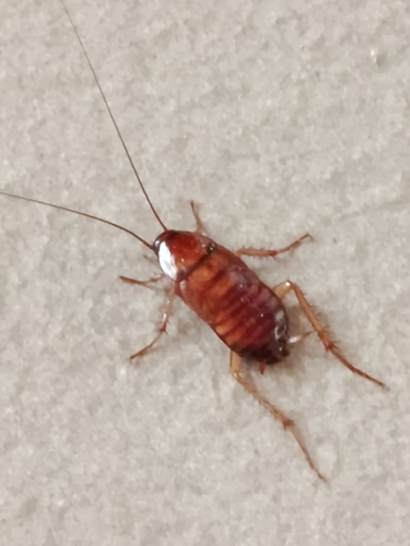 American Cockroach