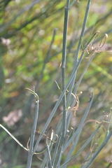Asclepias subaphylla