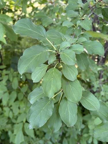 common buckthorn