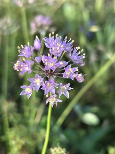 Prairie Onion